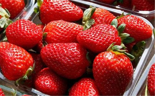 微笑爆料草莓视频下载,下载攻略大公开 第3张 微笑爆料草莓视频下载,下载攻略大公开 第3张